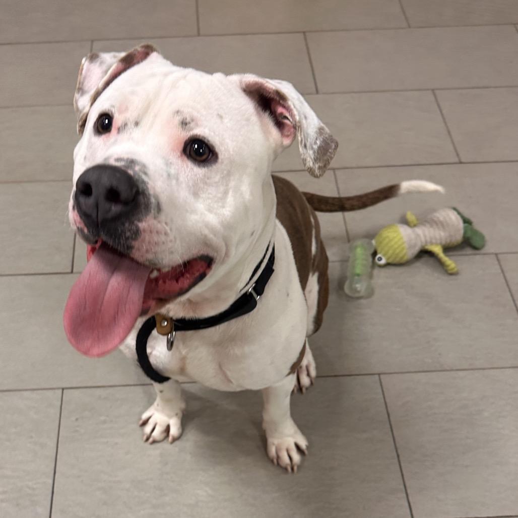 Enlarge Bucko, a Adoptable Mixed Breed in Vineland, NJ image 1/4