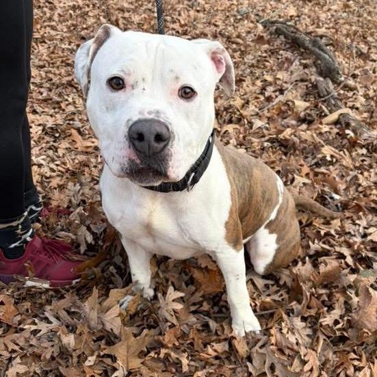 Bucko, Adoptable, Adult Male Mixed Breed.