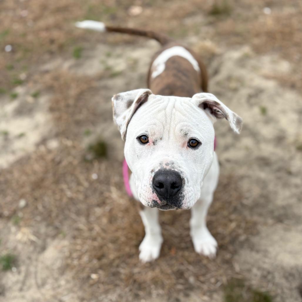 Bucko, Adoptable, Adult Male Mixed Breed.