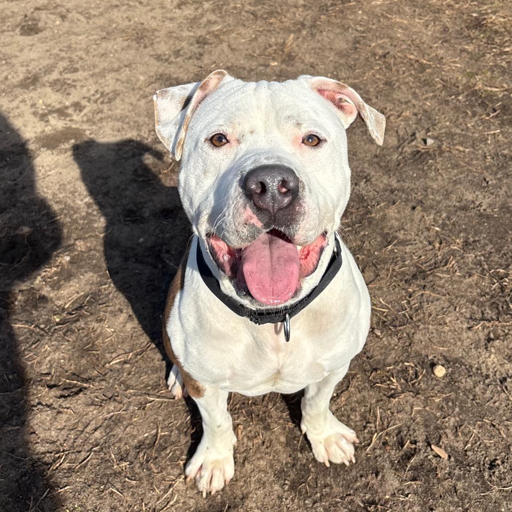 Enlarge Bucko, a Adoptable Mixed Breed in Vineland, NJ image 2/3