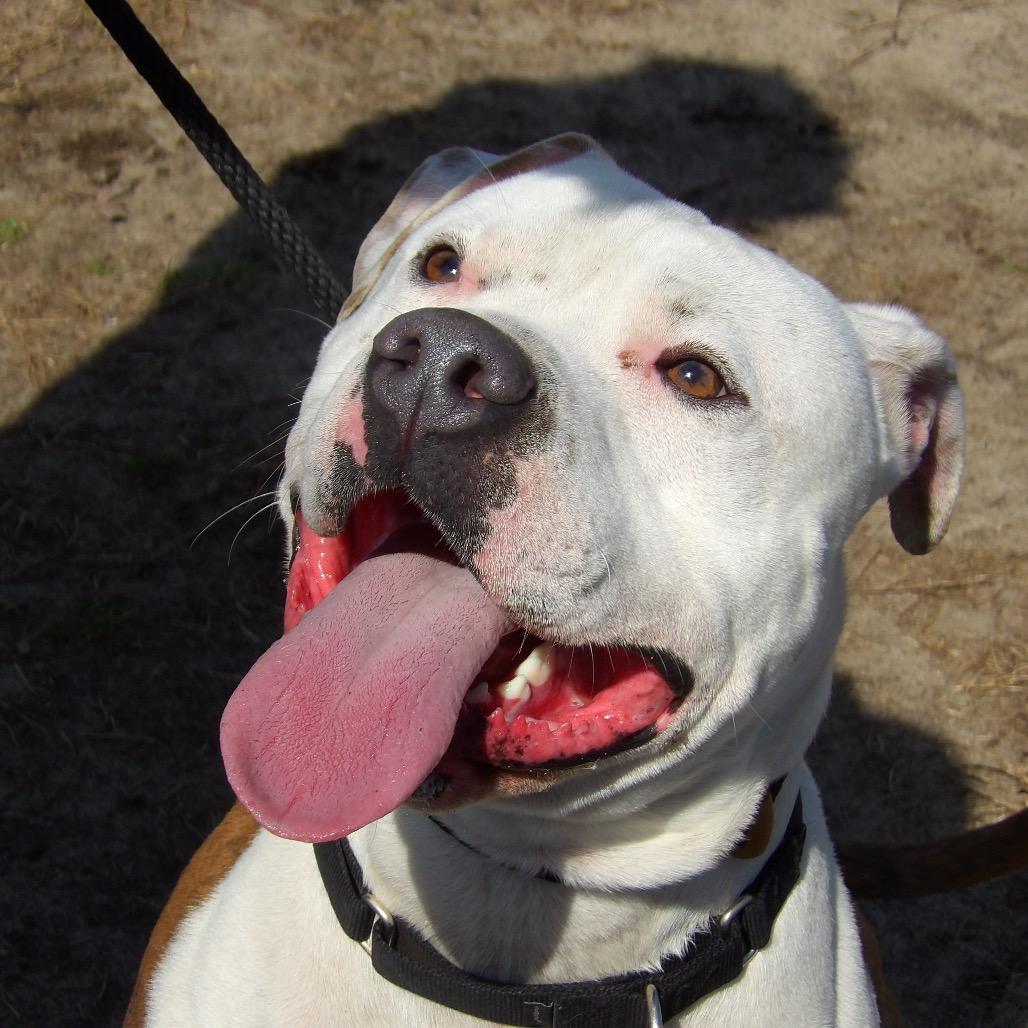 Enlarge Bucko, a Adoptable Mixed Breed in Vineland, NJ image 2/4
