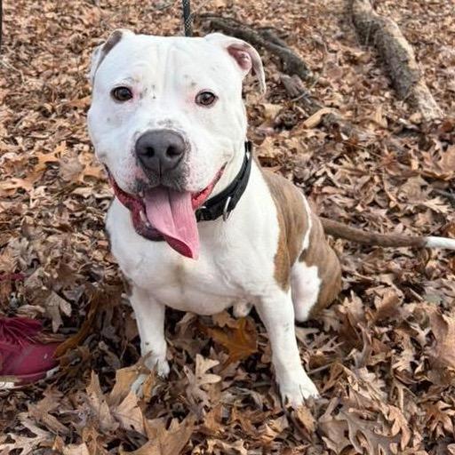 Enlarge Bucko, a Adoptable Mixed Breed in Vineland, NJ image 3/4