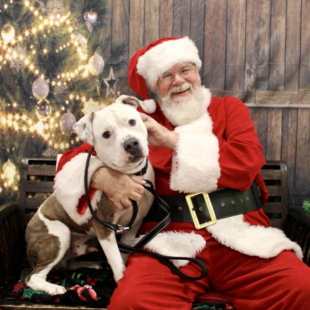 Enlarge Bucko, a Adoptable Mixed Breed in Vineland, NJ image 3/3