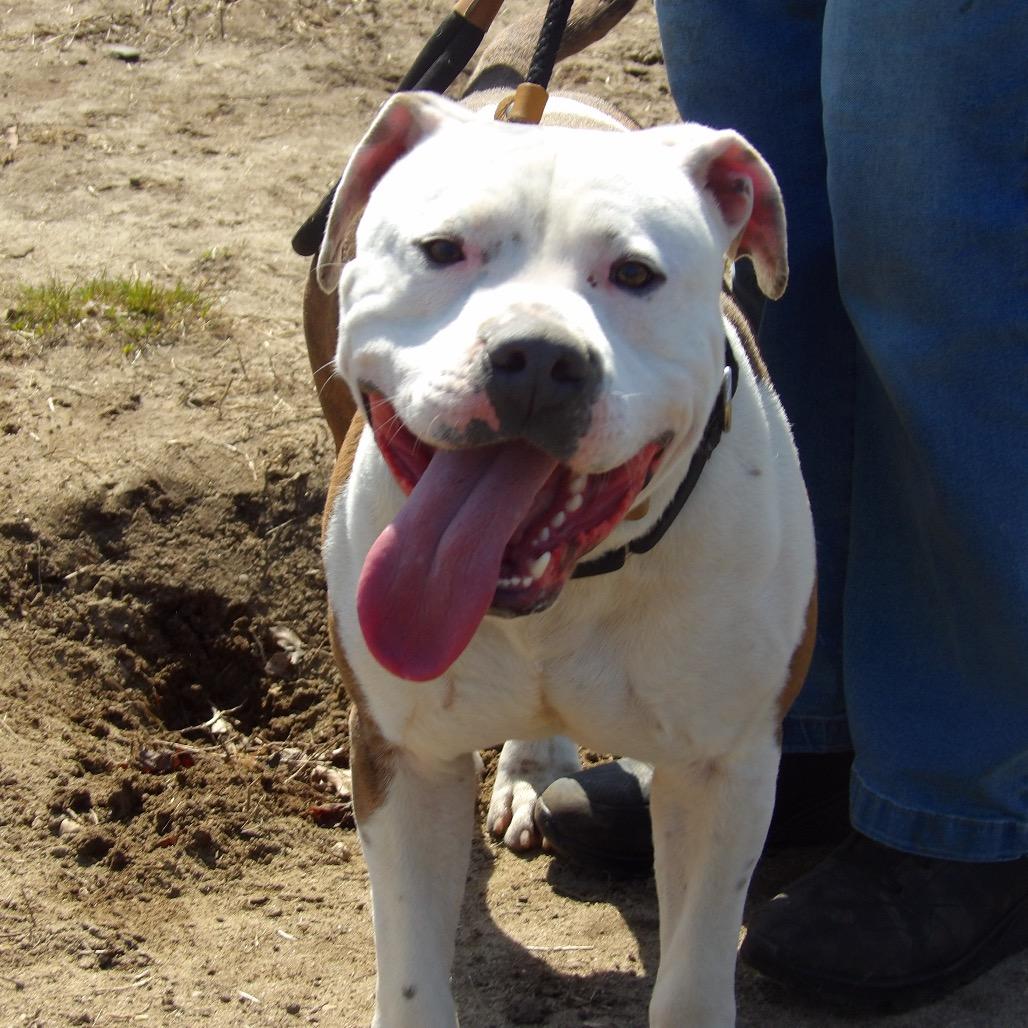 Enlarge Bucko, a Adoptable Mixed Breed in Vineland, NJ image 4/4