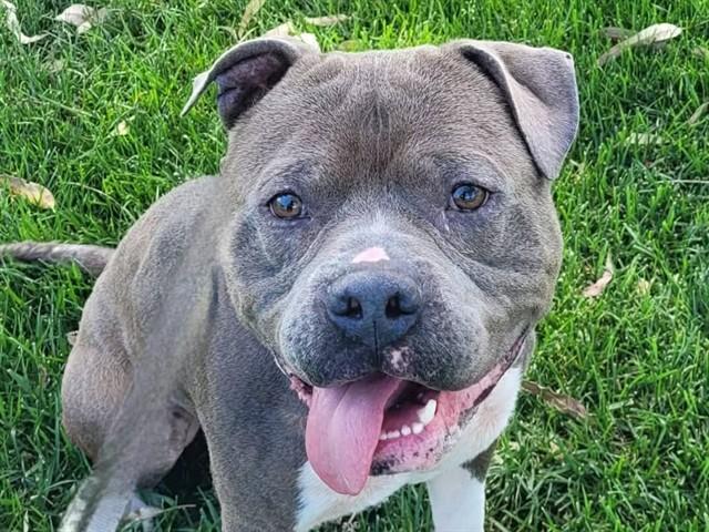 Enlarge JAVI, a Adoptable Pit Bull Terrier in Martinez, CA image 1/1