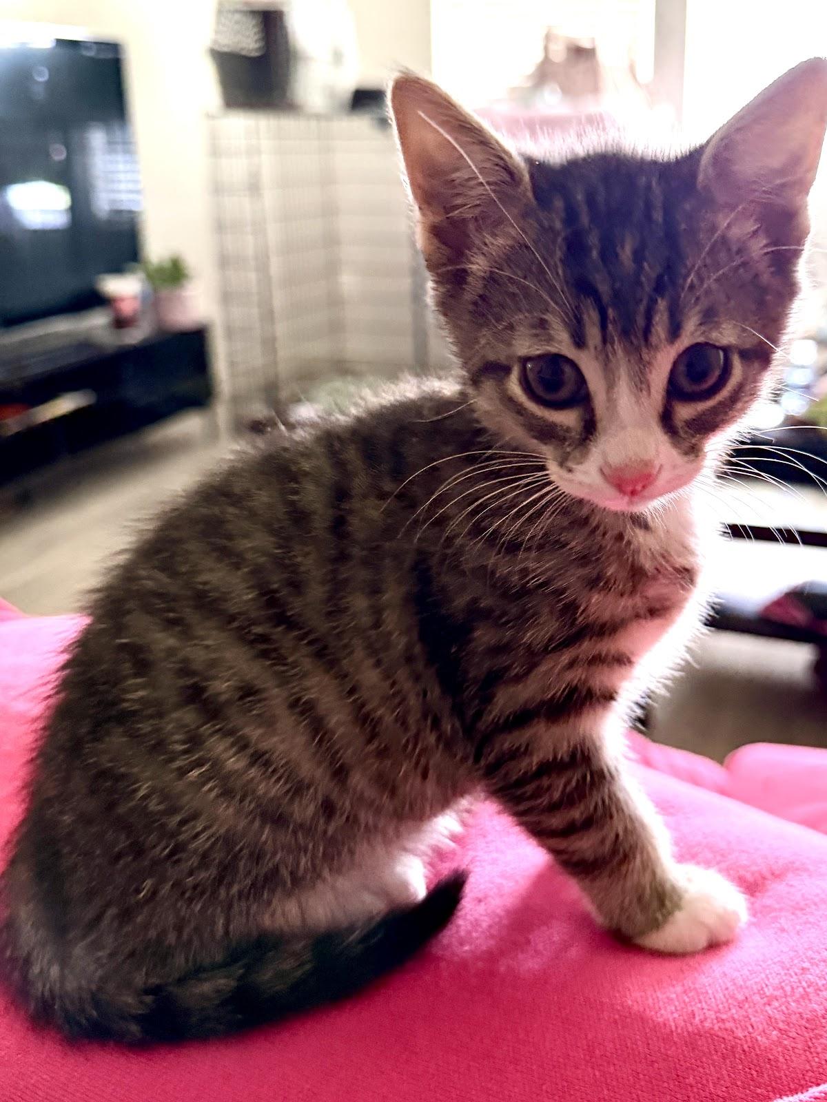 Enlarge Loki, a Adoptable Domestic Short Hair in Houston, TX image 2/3