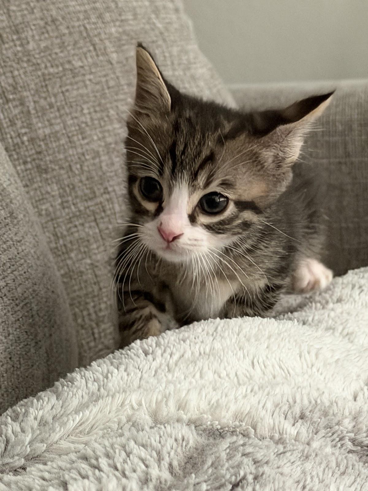 Enlarge Loki, a Adoptable Domestic Short Hair in Houston, TX image 3/3