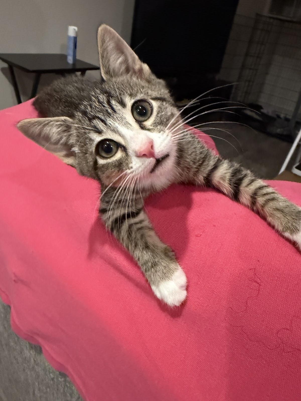 Loki, Adoptable, Kitten Female Domestic Short Hair.