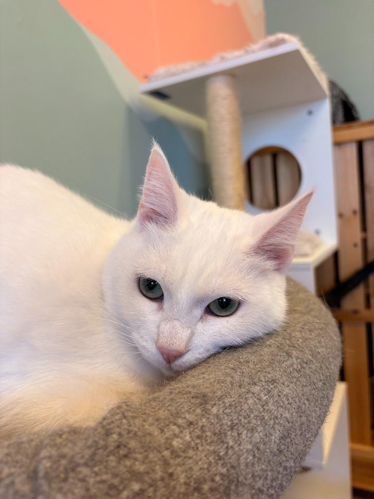 Enlarge Gizmo, a Adoptable mixed breed in Heber City, UT image 1/1