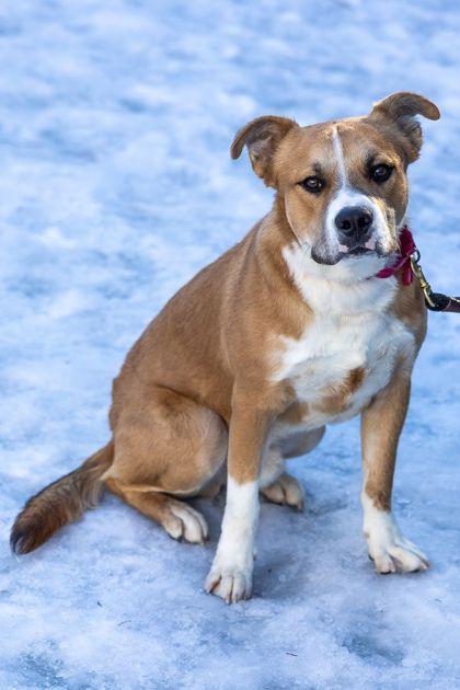Enlarge Hero, a Adoptable mixed breed in Cleveland, OH image 1/3