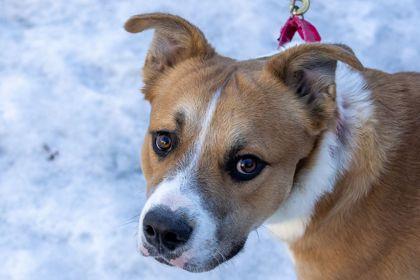 Enlarge Hero, a Adoptable mixed breed in Cleveland, OH image 2/3