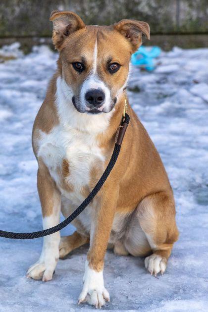 Enlarge Hero, a Adoptable mixed breed in Cleveland, OH image 3/3