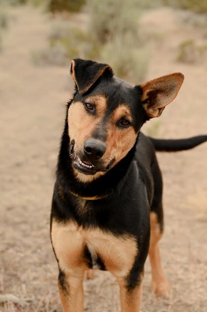 Ouzo, ADOPTABLE, Adult Male Shepherd.