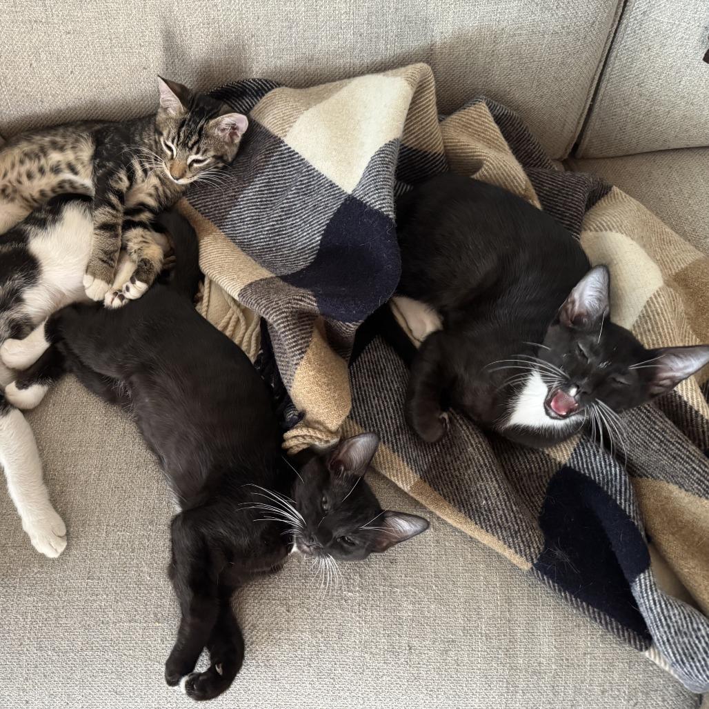 Ripcurl, Adoptable, Young Male Domestic Short Hair.