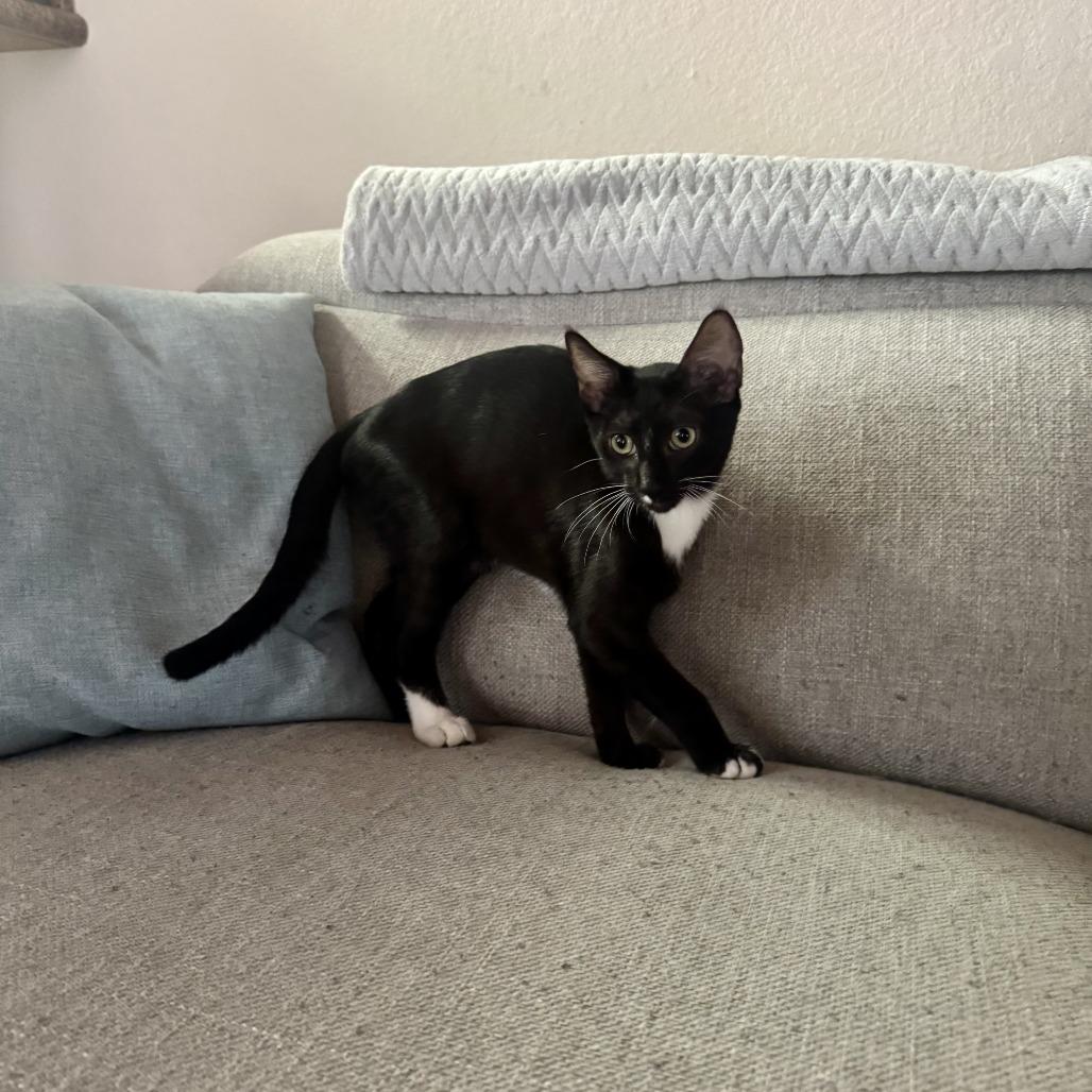 Ripcurl, a Adoptable Domestic Short Hair in Bulverde, TX image 2/3