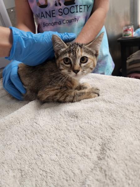 Vans, Adoptable, Kitten Female Domestic Short Hair.