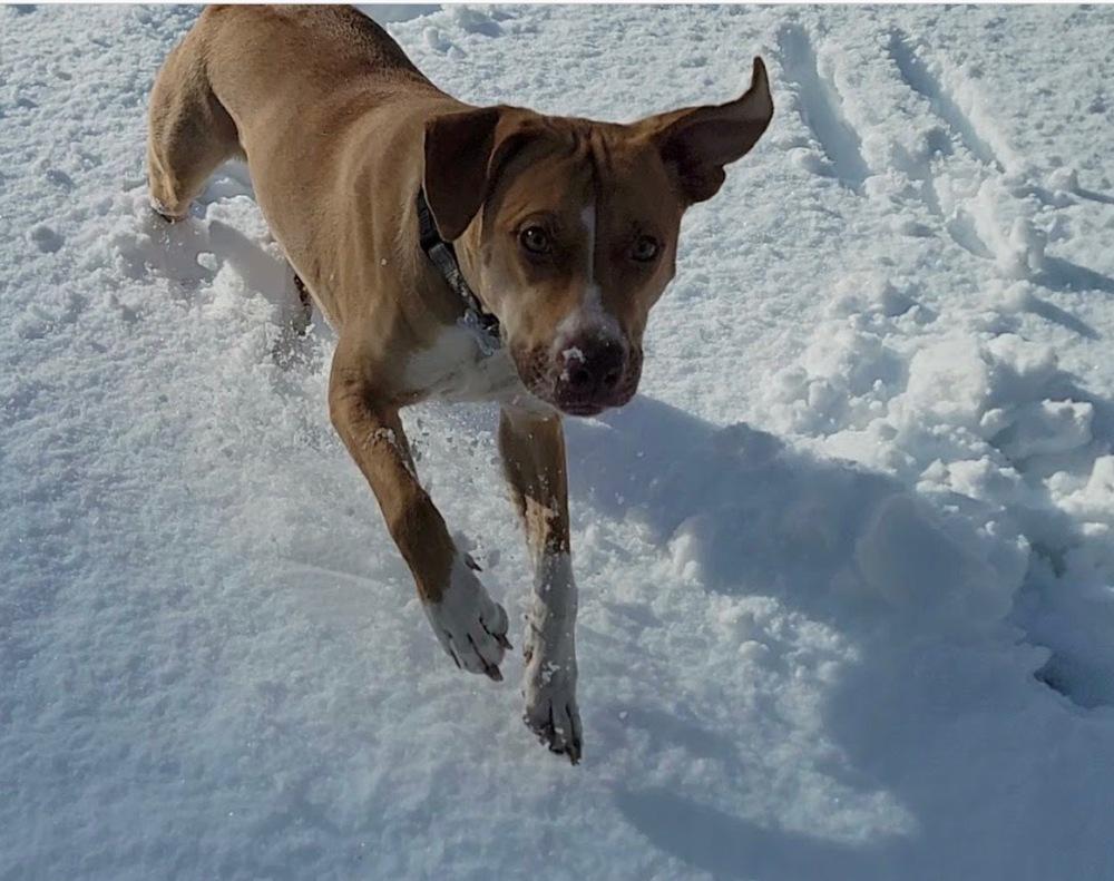 Birdie, a Adoptable mixed breed in Rathdrum, ID image 1/6
