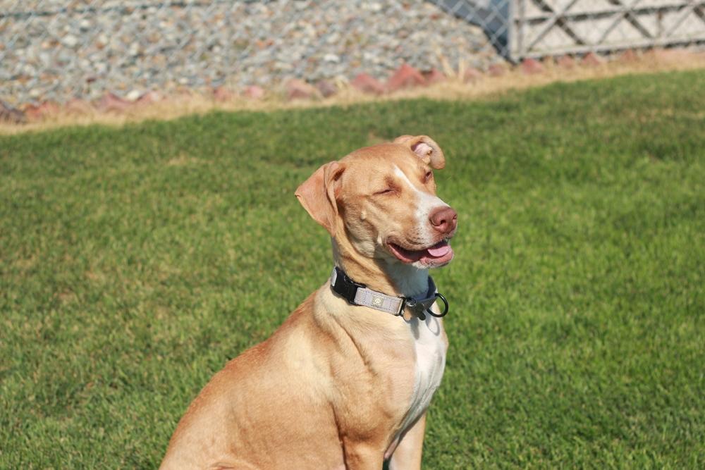 Birdie, Adoptable, Adult Female Labrador Retriever & Staffordshire Bull Terrier.