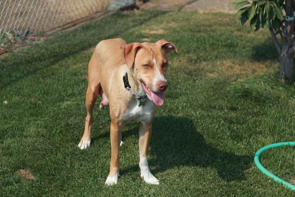 Birdie, a Adoptable mixed breed in Rathdrum, ID image 2/6