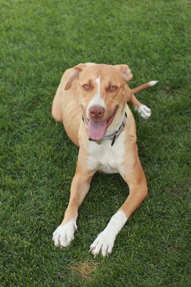Birdie, Adoptable, Adult Female Labrador Retriever & Staffordshire Bull Terrier.
