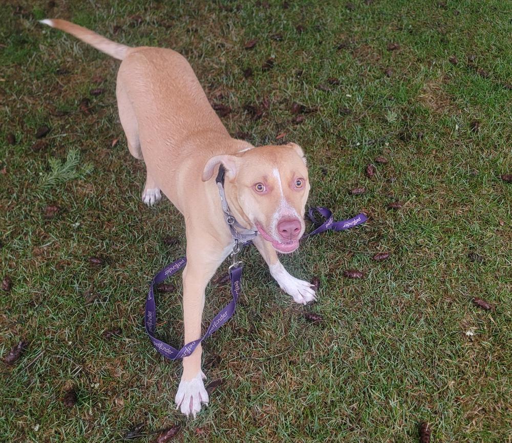 Birdie, a Adoptable mixed breed in Rathdrum, ID image 4/6