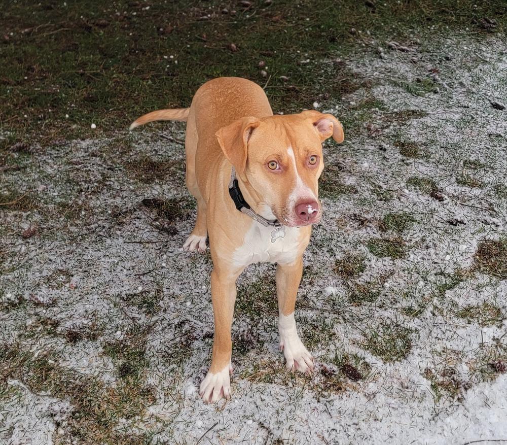 Birdie, a Adoptable mixed breed in Rathdrum, ID image 5/6