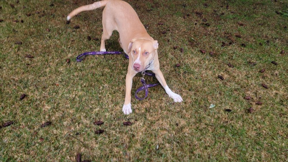 Birdie, a Adoptable mixed breed in Rathdrum, ID image 6/6