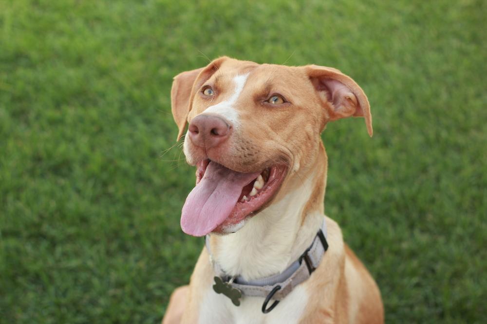 Birdie, a Adoptable mixed breed in Rathdrum, ID image 4/6