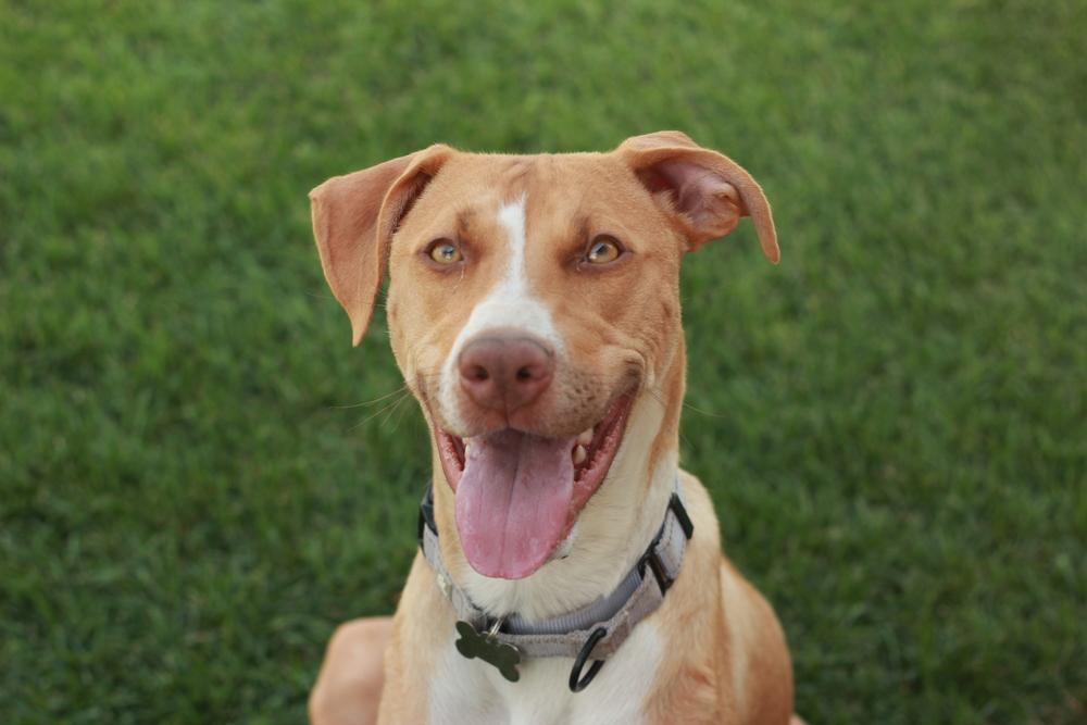 Birdie, a Adoptable mixed breed in Rathdrum, ID image 5/6