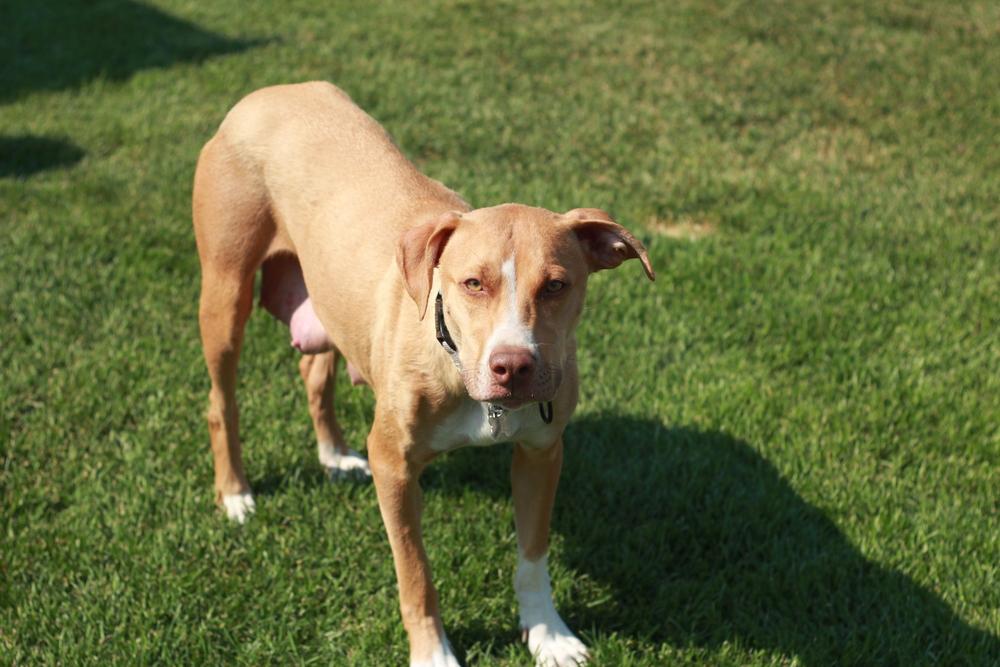 Birdie, a Adoptable mixed breed in Rathdrum, ID image 6/6