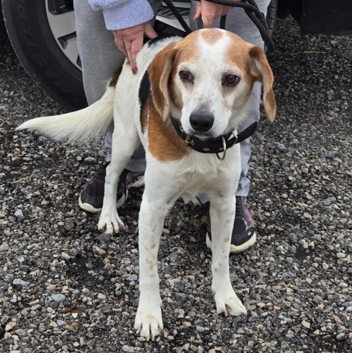 Enlarge Beau, a ADOPTABLE Beagle in Stoughton, MA image 2/5