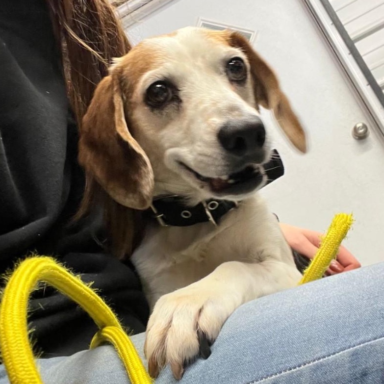 Enlarge Beau, a ADOPTABLE Beagle in Stoughton, MA image 3/5