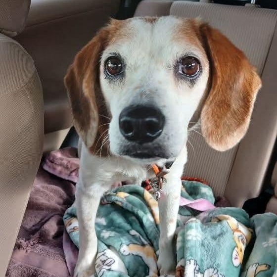 Enlarge Beau, a ADOPTABLE Beagle in Stoughton, MA image 1/5
