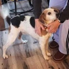 Enlarge Beau, a ADOPTABLE Beagle in Stoughton, MA image 4/5