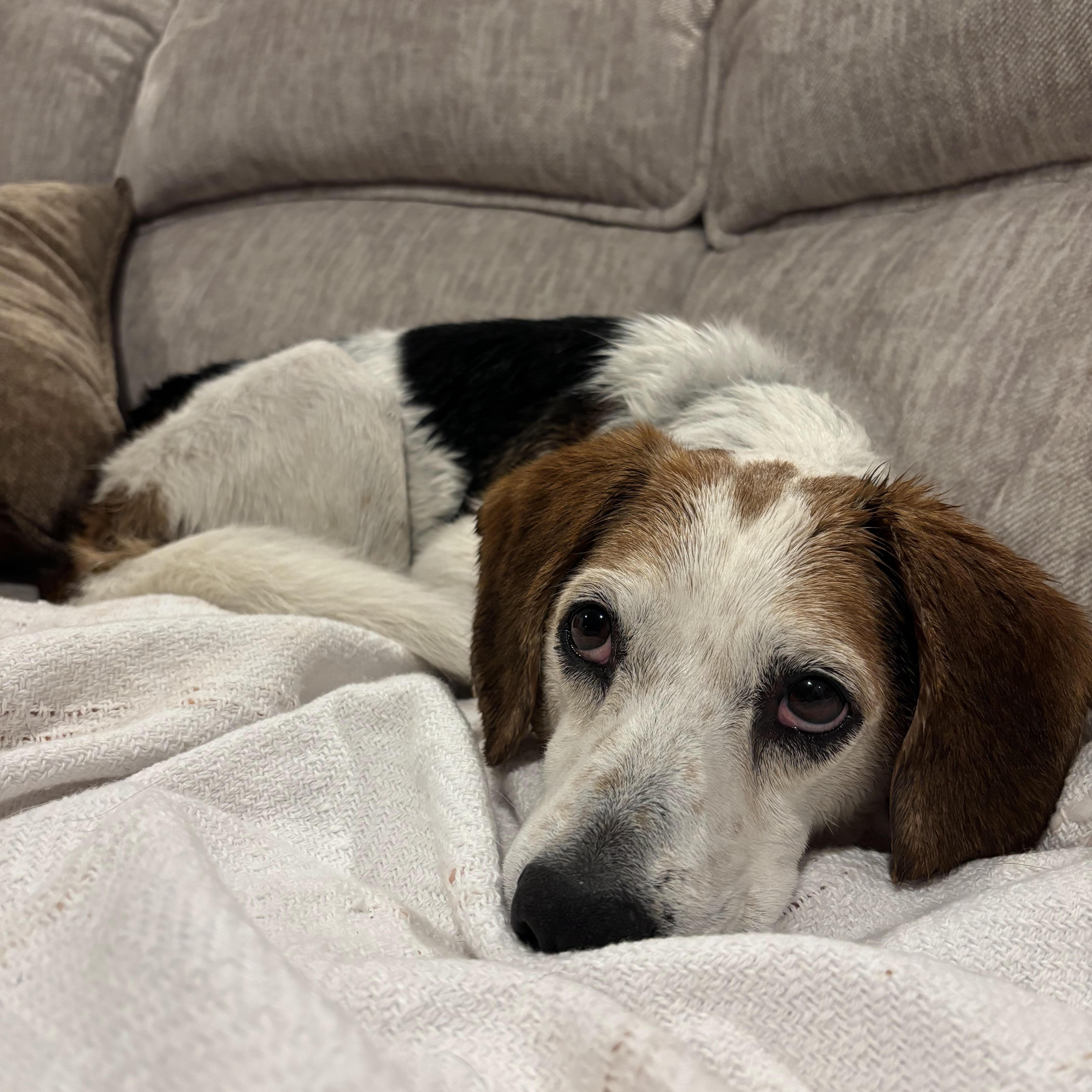 Enlarge Beau, a ADOPTABLE mixed breed in Stoughton, MA image 2/6