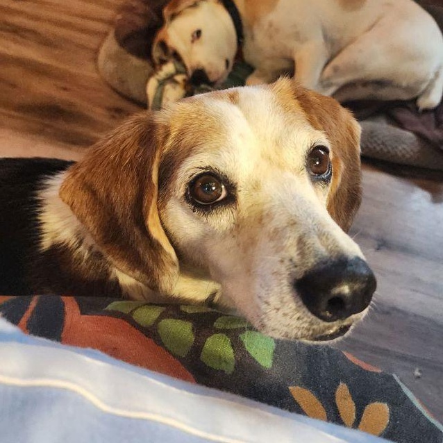 Enlarge Beau, a ADOPTABLE Beagle in Stoughton, MA image 5/5