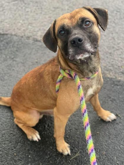 Enlarge Zay, a Adoptable mixed breed in Anderson, IN image 2/3