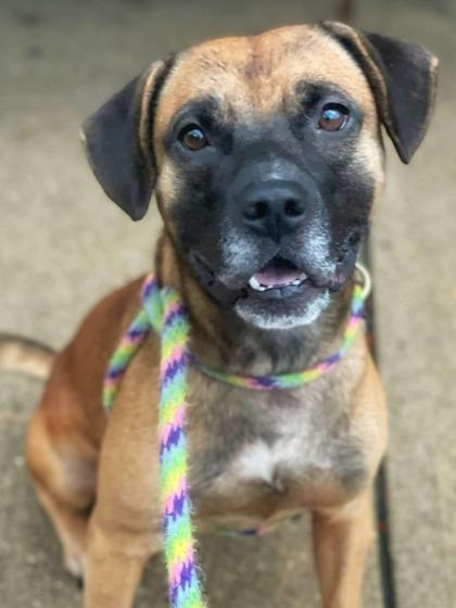 Enlarge Zay, a Adoptable mixed breed in Anderson, IN image 3/3