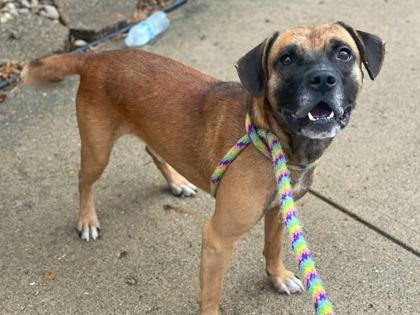 Enlarge Zay, a Adoptable mixed breed in Anderson, IN image 3/3