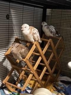 Jack, Arthur, Genevieve and Merlin, Adoptable, Young Male Dove & Ringneck / Psittacula.