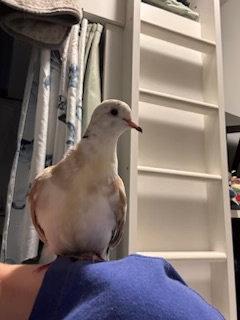 Enlarge Jack, Arthur, Genevieve and Merlin, a Adoptable mixed breed in Aurora, IL image 3/3