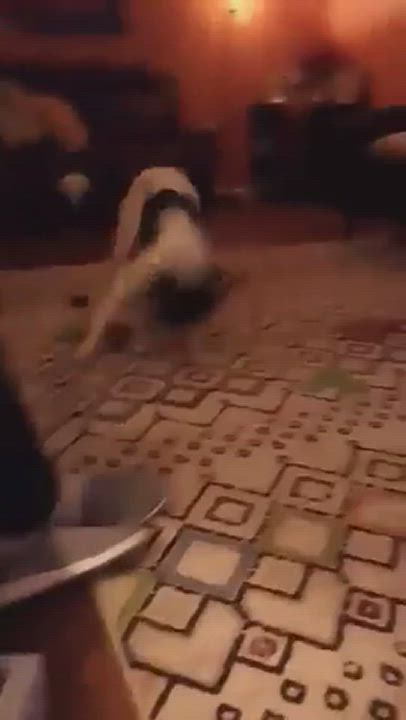 Enlarge Bruno, a Adopted Border Collie in Naperville, IL video 4/7