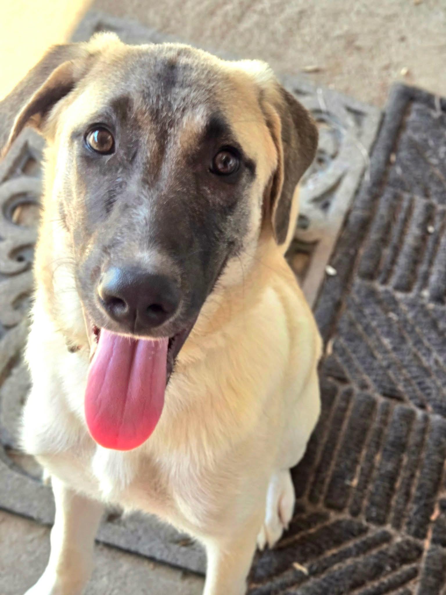 Delilah, Adopted, Young Female Great Pyrenees.
