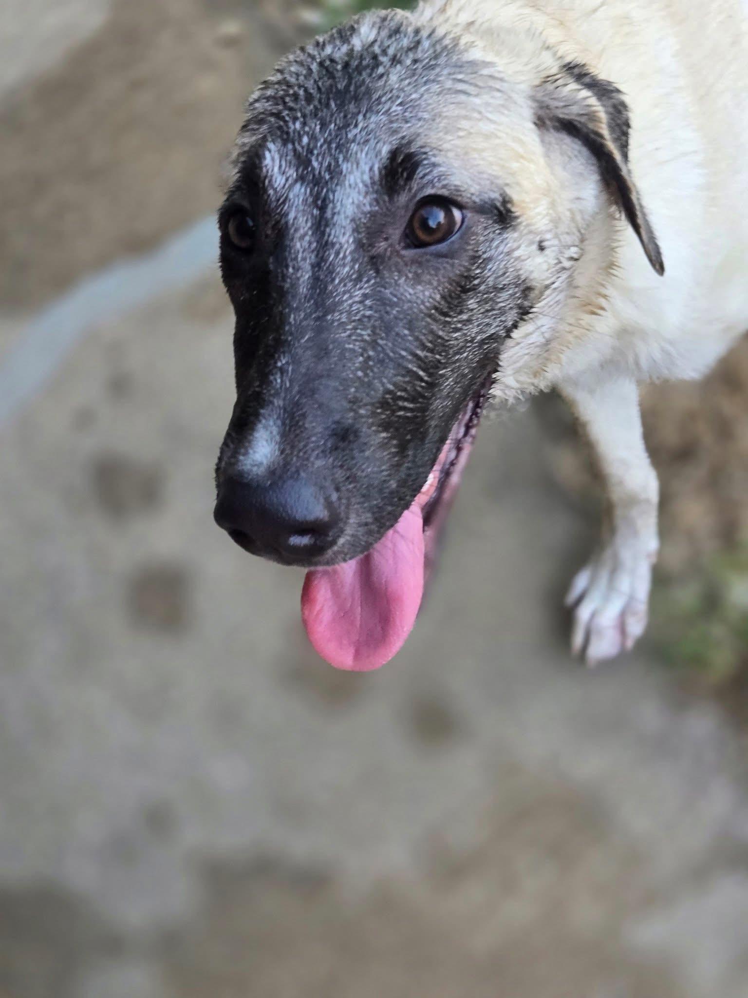 Enlarge Delilah, a Adopted mixed breed in Manhattan, KS image 2/6