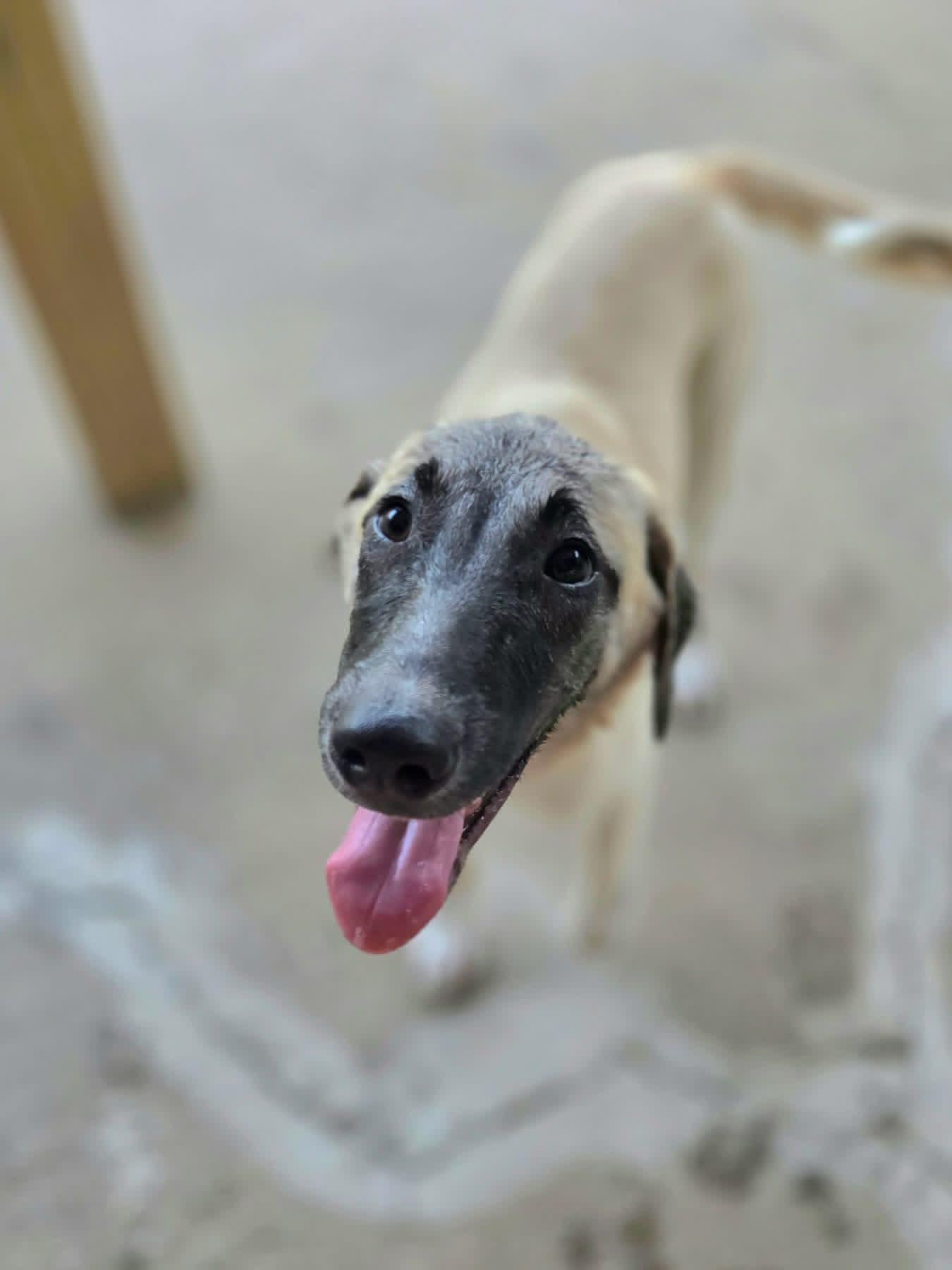 Enlarge Delilah, a Adopted mixed breed in Manhattan, KS image 3/6