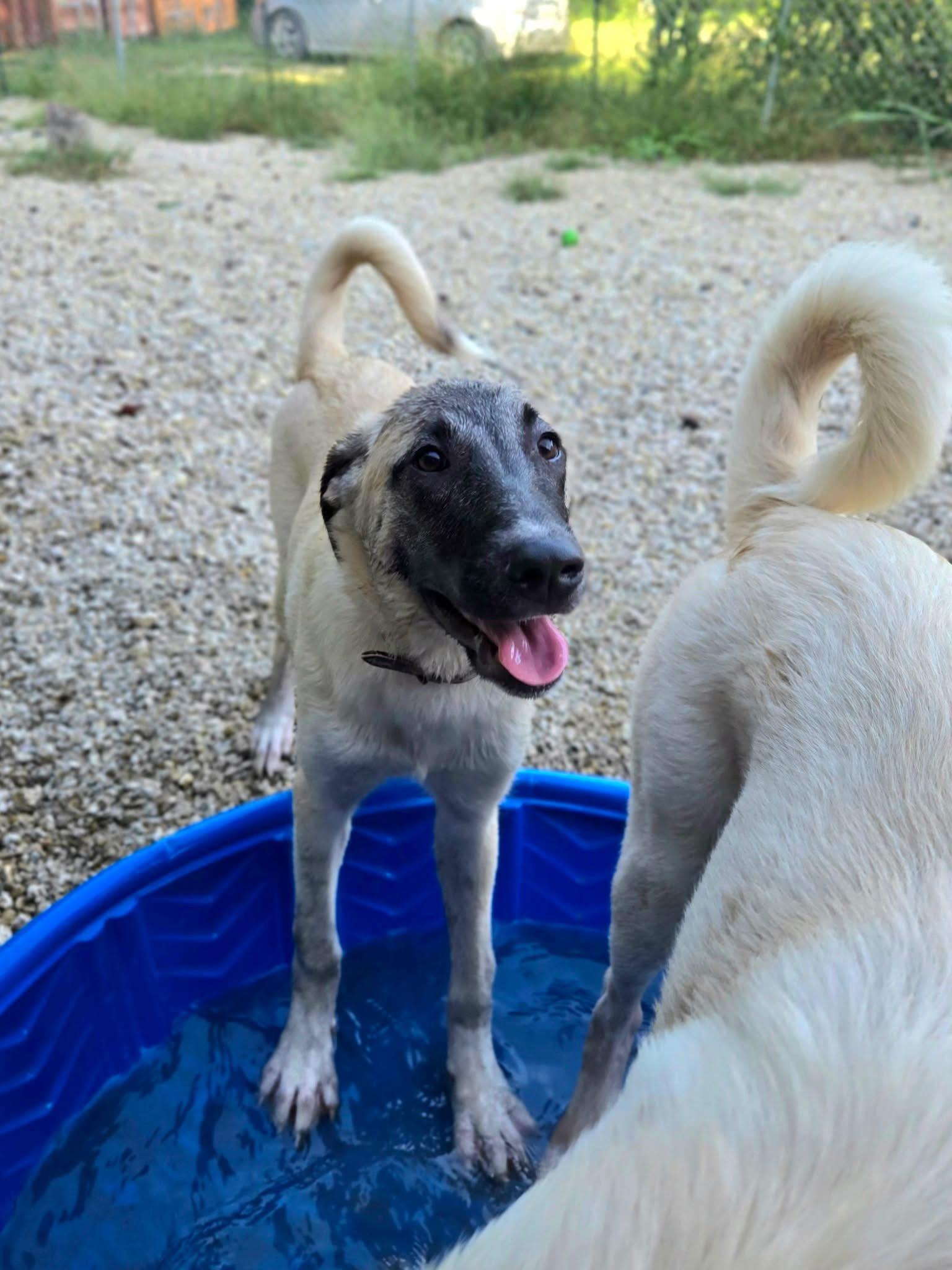 Enlarge Delilah, a Adopted mixed breed in Manhattan, KS image 5/6
