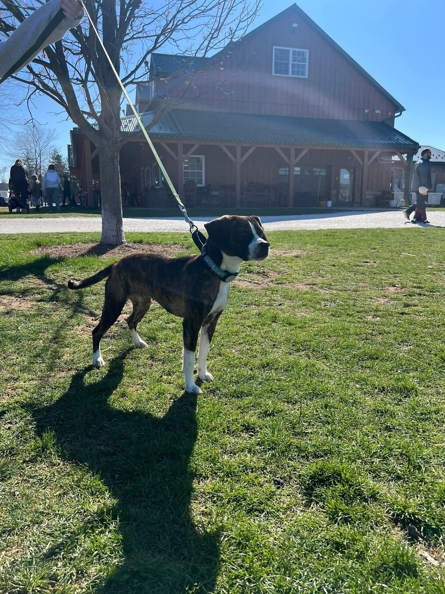 Reba, Adopted, Young Female Boston Terrier & Beagle.