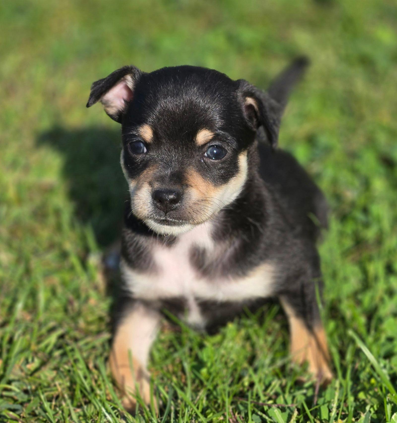 Enlarge Mercy, a Adopted Chihuahua in LEWISTON, ID image 1/4