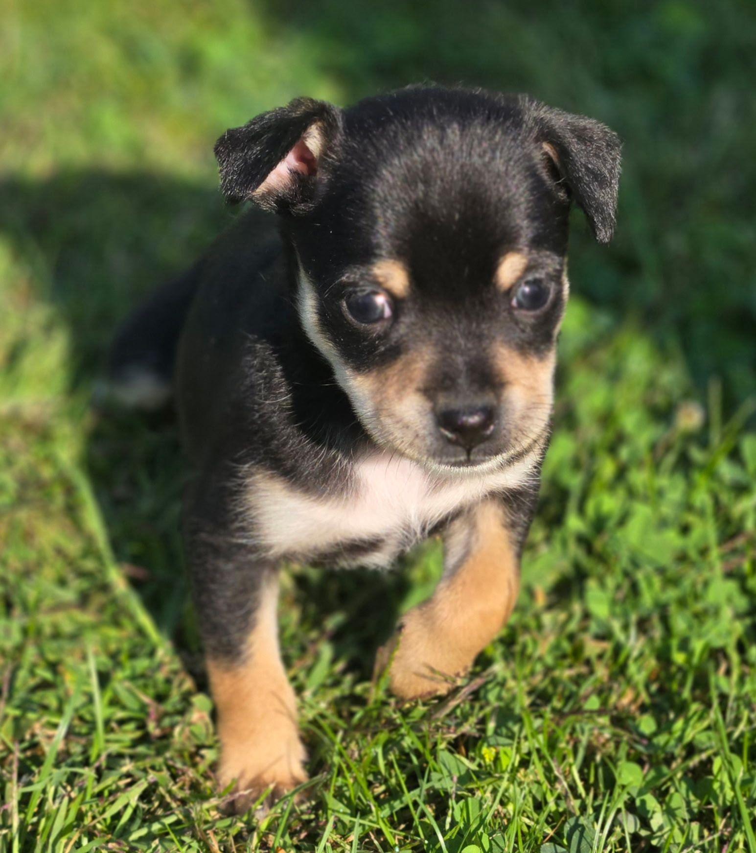 Enlarge Mercy, a Adopted Chihuahua in LEWISTON, ID image 3/4