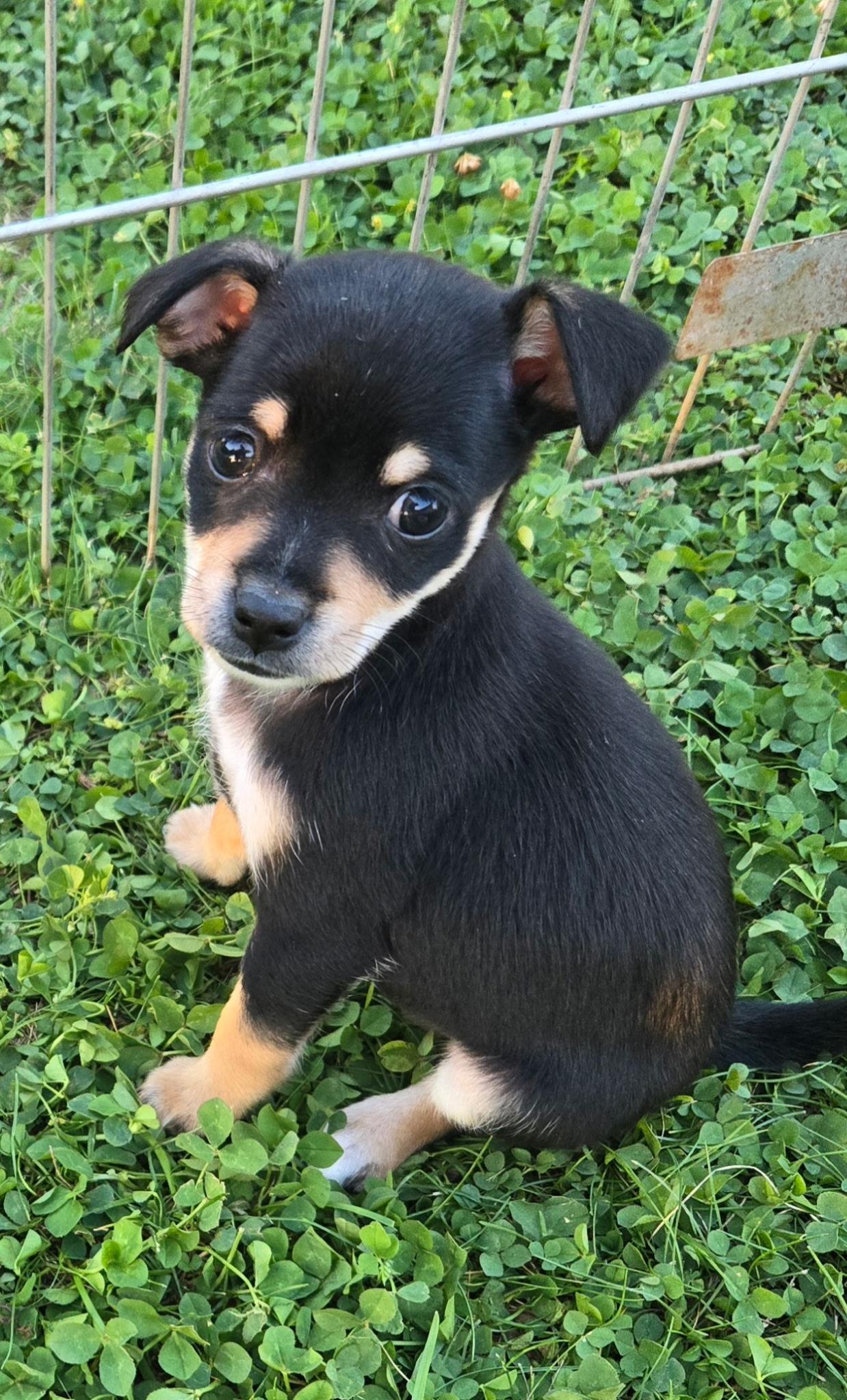 Enlarge Mercy, a Adopted Chihuahua in LEWISTON, ID image 4/4